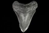 Fossil Megalodon Tooth - South Carolina #70782-1